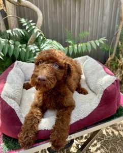 Red Standard Poodles Puppies