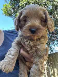 Beautiful Ruby Red Toy Cavoodles