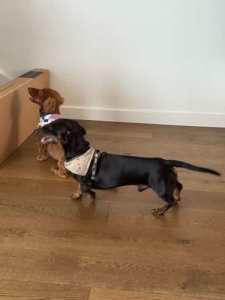 two Miniature Dachshounds together