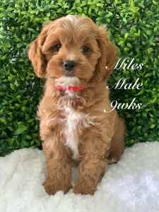 Cavoodle First Generation DNA Clear ready now