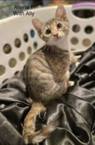 Allena - Perth Animal Rescue inc vet work cat/kitten