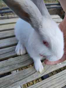 Only 5 Baby Rabbits left - New Zealand x Flemish and Californian 