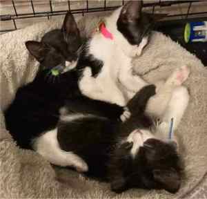 T’ana, Klaus & Tendi - Perth Animal Rescue inc vet work cat/kitten