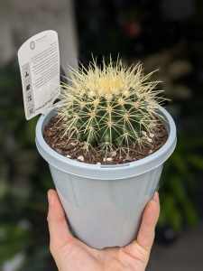 Echinocactus Grusonii Golden Barrel Cactus - 150mm