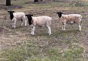 Dorper Ewe Sheep - x2