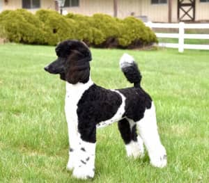 Standard poodles - 1 week left for breeders to purchase before vasecto