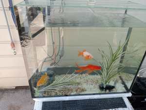 Fish tank and goldfish