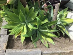 Agave & yucca plants