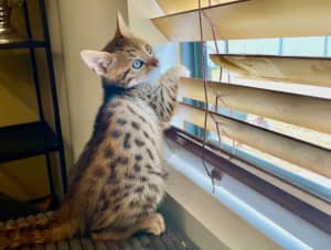 Pure bred brown spotted bengal kittens
