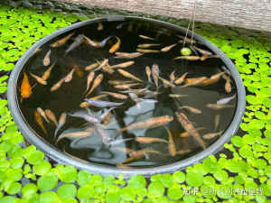 Medaka Japanese rice fish ricefish pond fish no heater needed goldfish