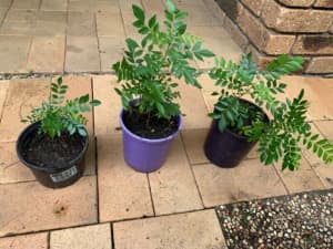 Curry leaf trees in pots (seedling)