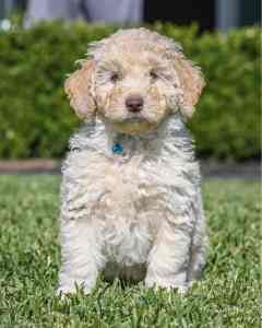 Male Labradoodle miniature (only one left!)