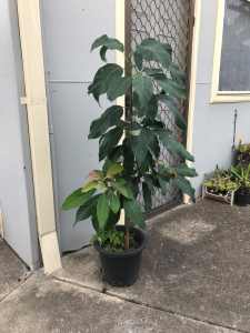 Avocado tree 1.5 meters tall, grown from seed, in pot.
