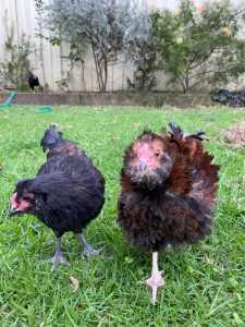 FREE Easter egger roosters