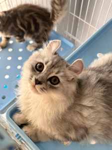 Kittens for sale -- American Curl Your New Feline Companion!