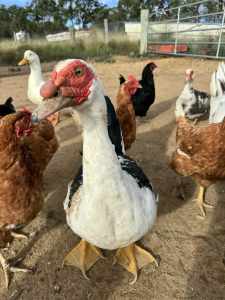 Muscovy Ducks for Sale - Need Gone 