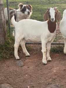 Female boer goats for sale