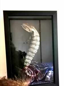 Taxidermy Indonesian blue tongue 