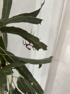 Baby spiny stick insects