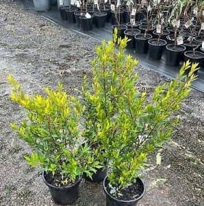 Acmena smithii compact - Lilly Pilly plants 25cm pots