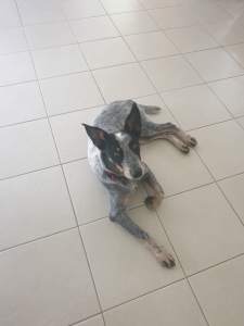 9 month old Male Cattle Dog X urgently needing a loving new home