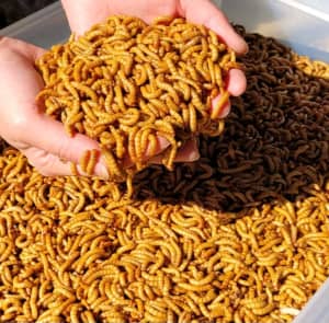 Live mealworm $65 for 1 kg free shipping aus wide