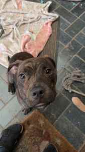 Beautiful staffy re-home. 8months old
