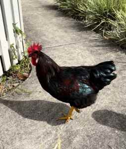 Rooster - Free to good home