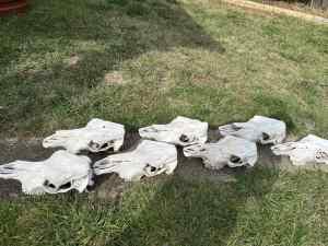 Cow skulls