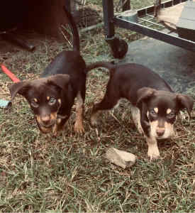 Tan and brown Kelpie Pups 