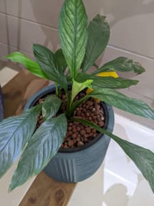 Peace lily with ceramic pot
