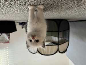 Beautiful Purebred Ragdoll Looking For Loving Home