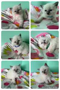 Pure breed Ragdoll’s Bluepoint