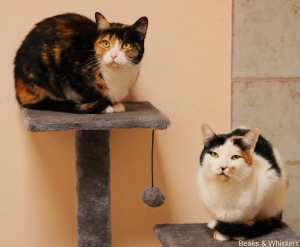 Beaks & Whiskers Rescue Cats - Miss Spots & Miss Shelly