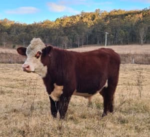 Quality Young Poll Hereford Bull For Sale (SOLD pending pickup)