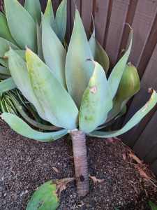 FREE Agave plants (med & large) & Succulents