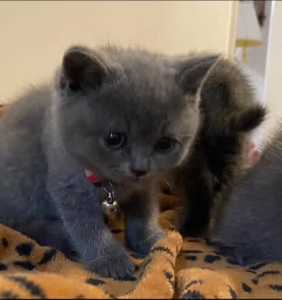 Blue British Short Hair kittens ( negotiable )