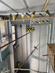 Gouldians and Orange breast finches for sale