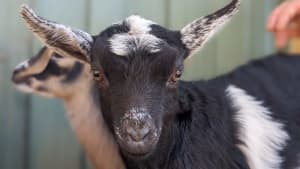 Nigerian Dwarf Goat Doe 93.75% - CLEAR VIEW FARM Djarrawunang