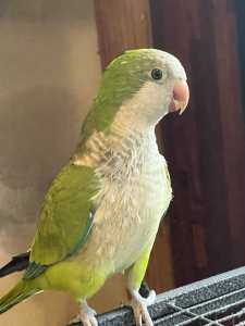 1YR Old Male Green Quaker With Cage