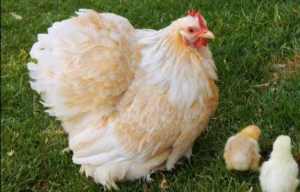 All SOLD Pekin bantam chicks for sale 3 available