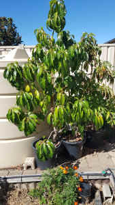Advocodo Trees 3 off Mature in pots, $45 each or all 3 for $90