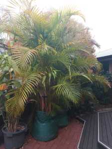 Golden cane palms