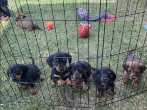Miniature Dachshund Puppies with Paperwork & Certificates DNA Clear!