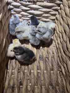 Day old pure bred chicks (hatched 16.03.24)