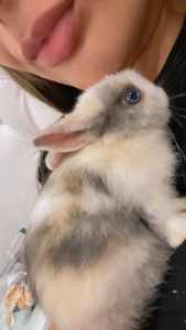 Darling blue eyes dwarf rabbit