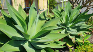Mature Agave, Various Sizes to Choose From