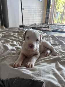 DANIF PUPPIES FOR SALE