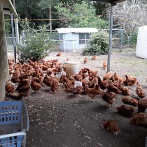 Chickens - Laying Hens