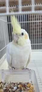 Parrot for sale ( Colour white and yellow)
